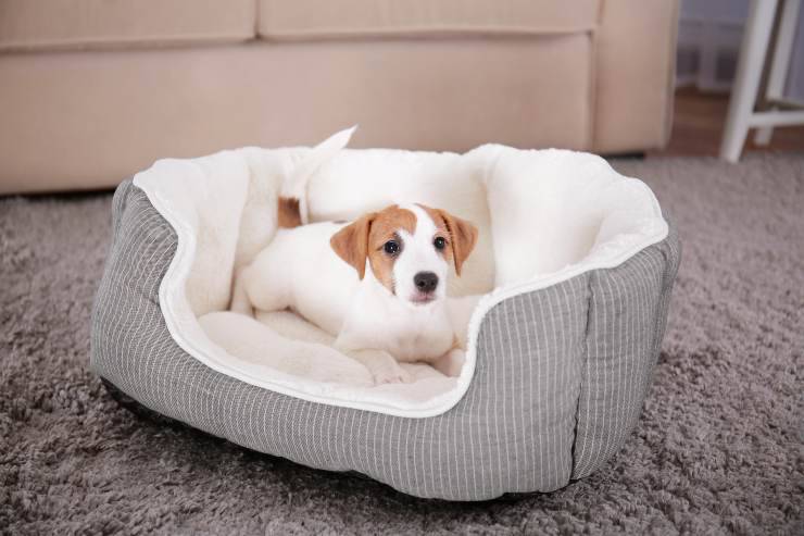 Perché il cane scava nella cuccia prima di dormire