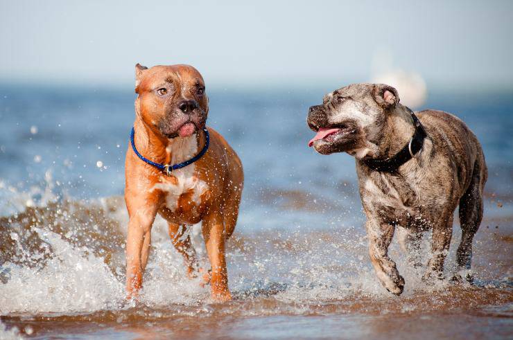 Perro dogo mallorquin adulto