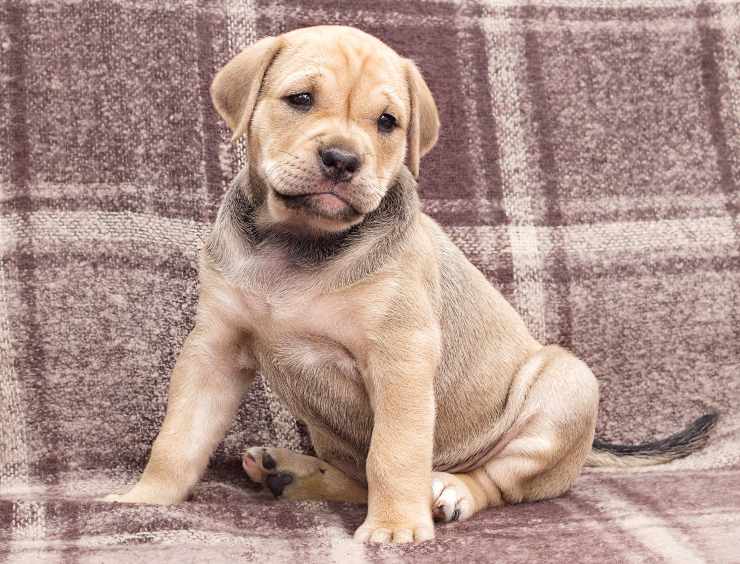 Perro Dogo Mallorquin cucciolo