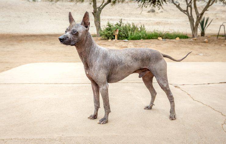 Perro sin pelo del Perù adulto 