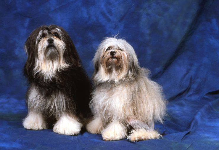 Piccolo cane leone adulto