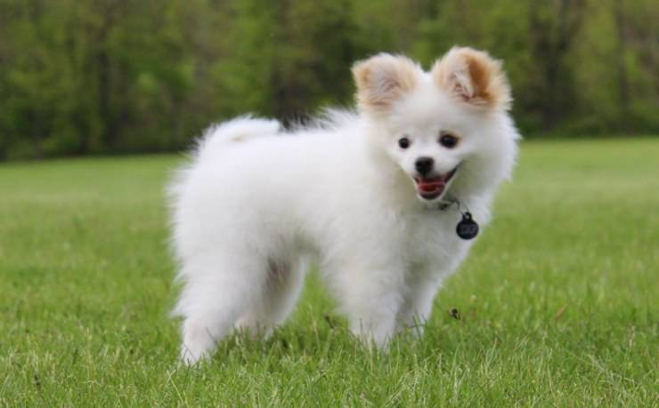 Pomchi