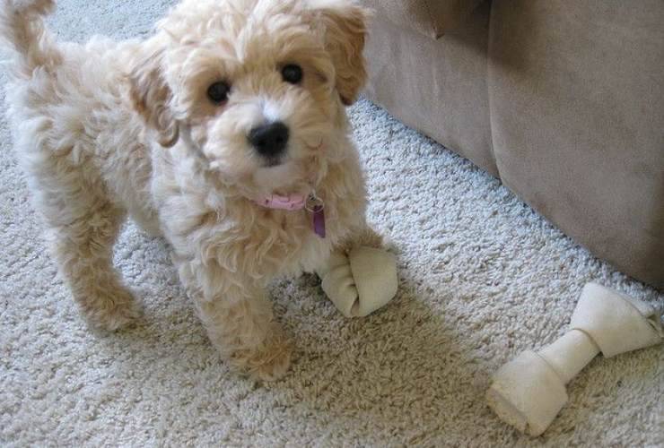 Poochon Teddy Bear
