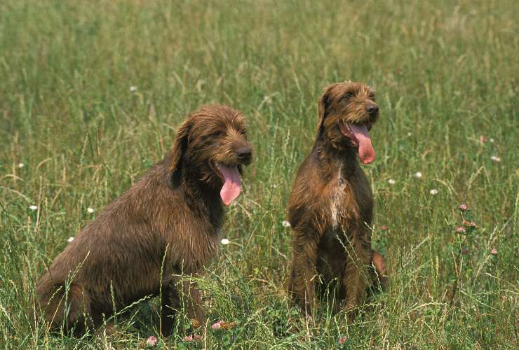 Pudelpointer adulto 