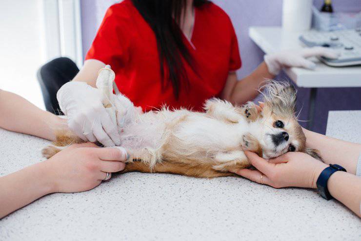Quanti cuccioli può avere un chihuahua