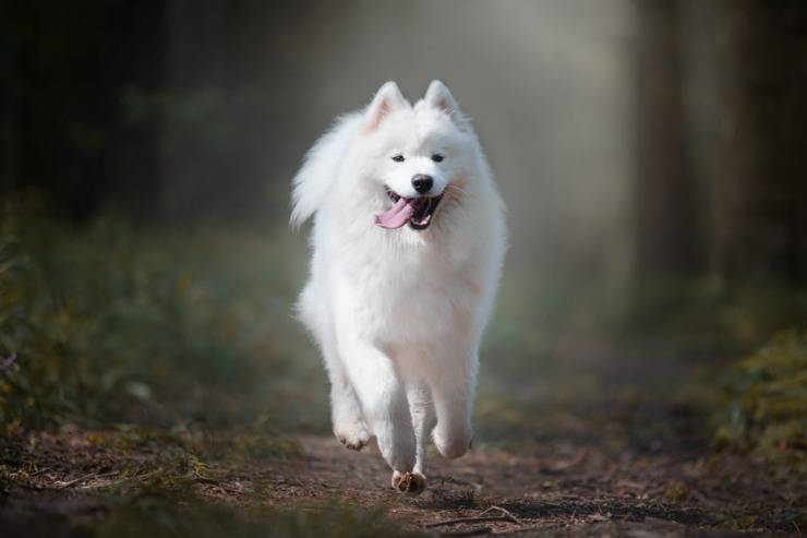 samoiedo cane