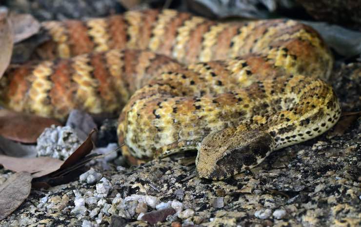 serpente in tanatosi