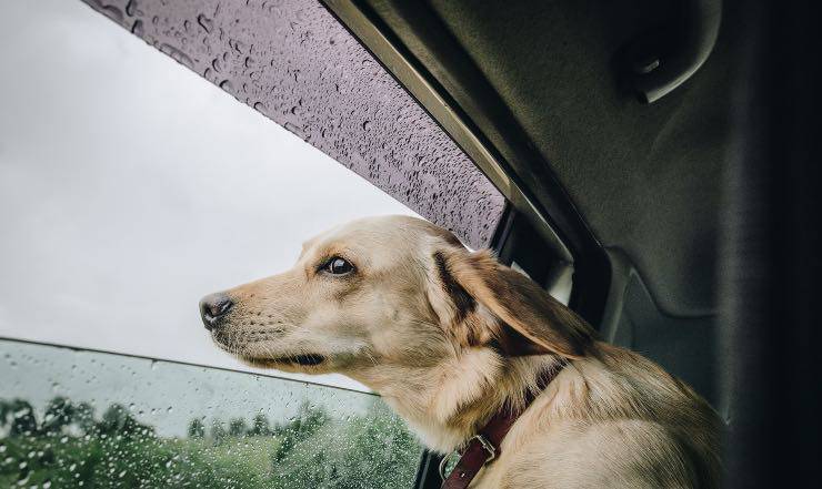 Cane che guarda fuori dal finestrino