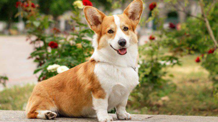 Welsh Corgi Welsh Corgi