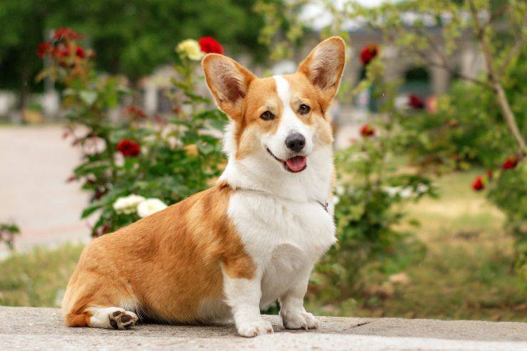 Welsh Corgi Welsh Corgi