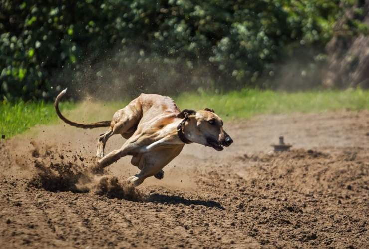 cane corre iperattivo