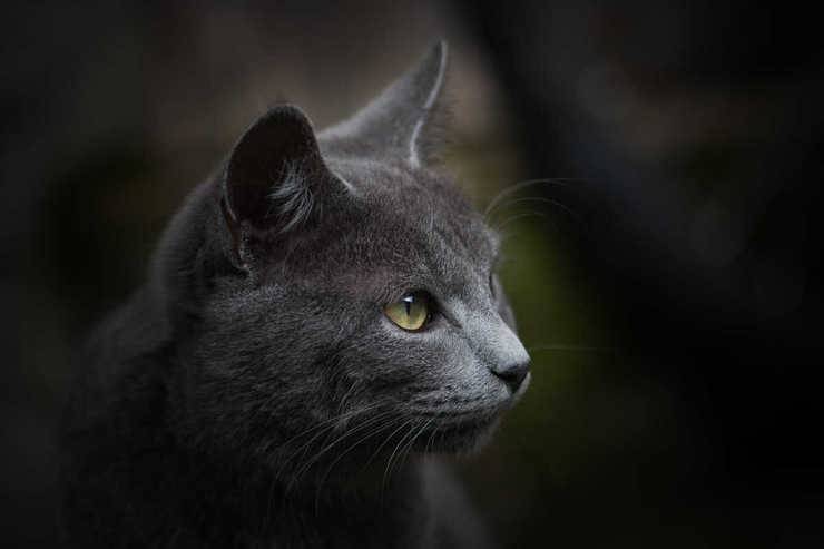 gatto certosino