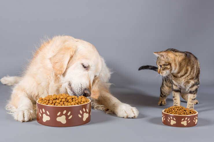 Cane con gatto che mangiano crocchette gatto cane ciotole