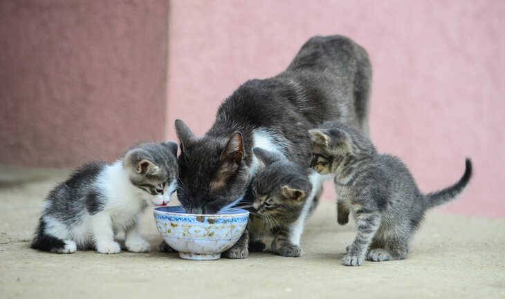 FeLV o leucemia felina nel gatto