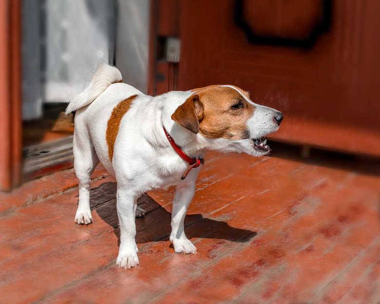 Perché il cane abbaia di notte