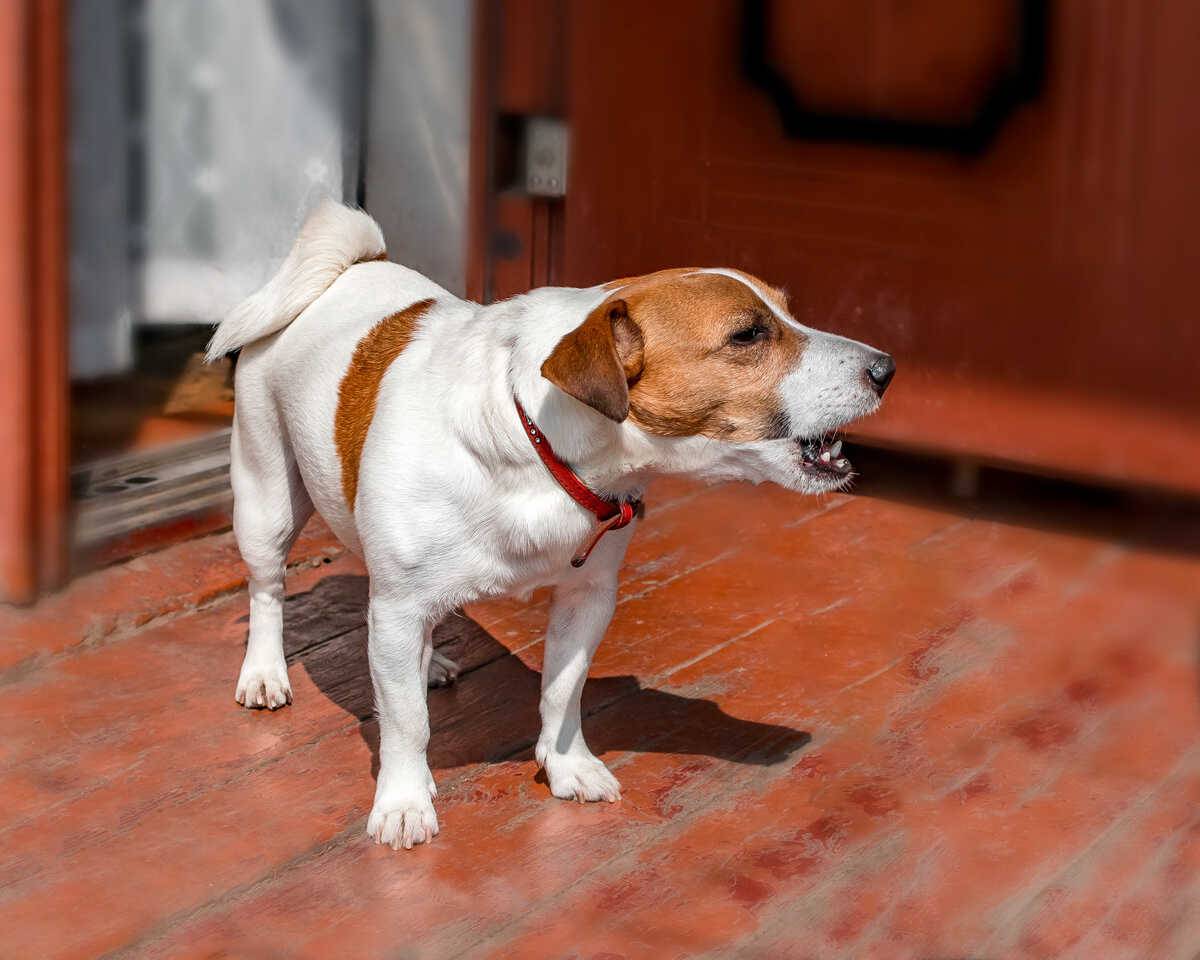 Perché il cane abbaia di notte