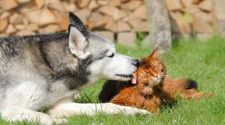 grooming mammiferi