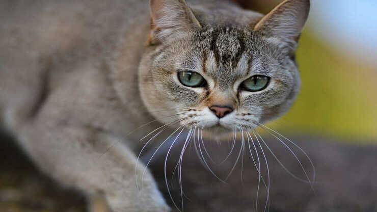 Burmilla razza ibrida Persiano Chinchillà e Burmese burmilla malattie comuni