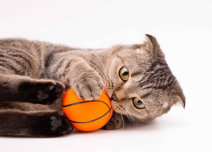 gatto pallina