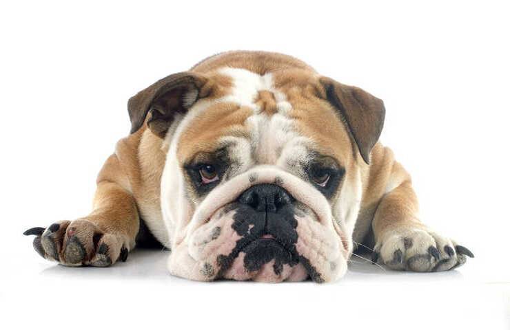 Ectropion nel cane