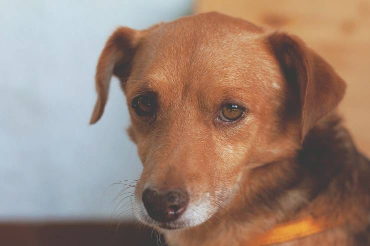 Fido