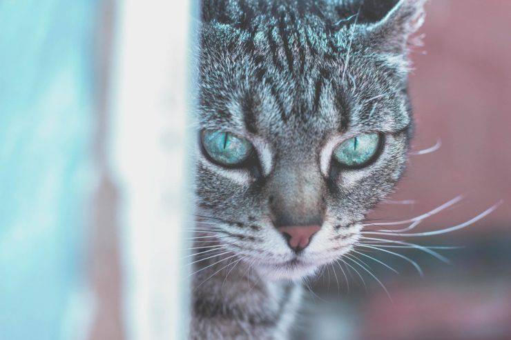 I baffi del gatto ricrescono