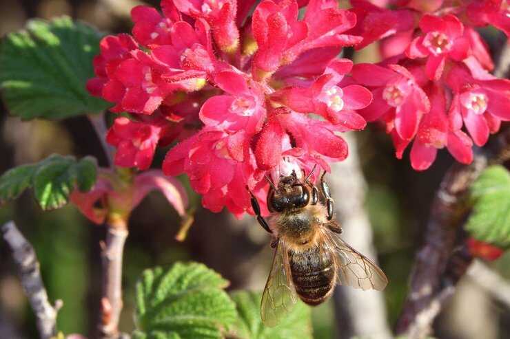 ape fiore