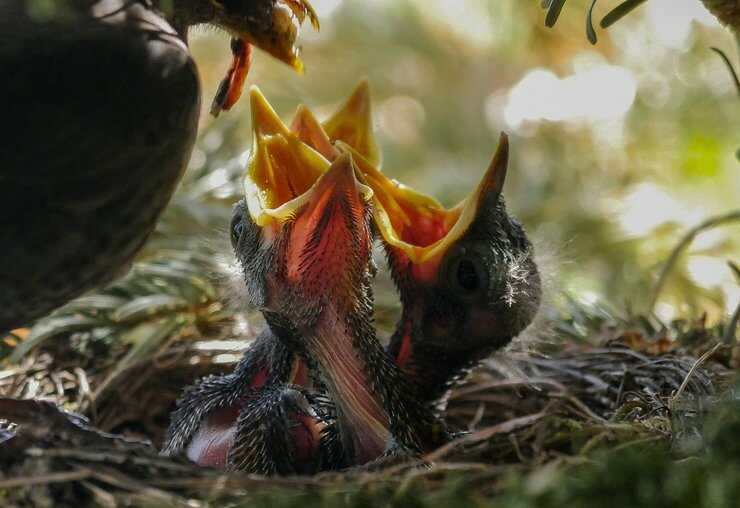 uccellino nido