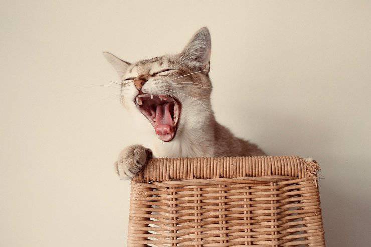 Burmilla stanco gatto sbadiglia