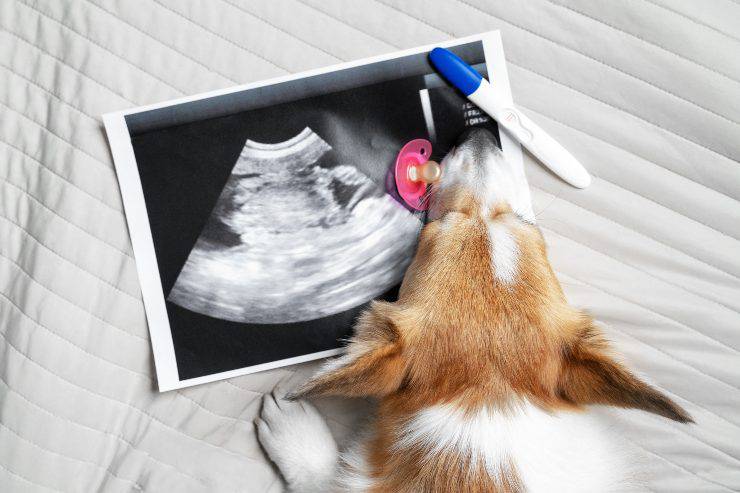 La durata del parto del cane