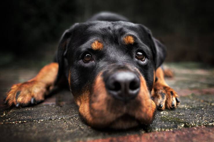 cane triste
