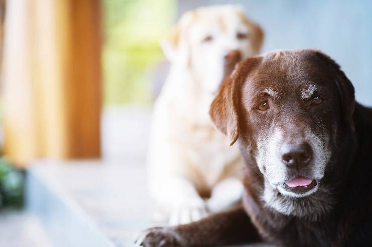 razze di cani che vivono più a lungo cane anziano