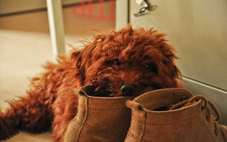 cane con scarpe