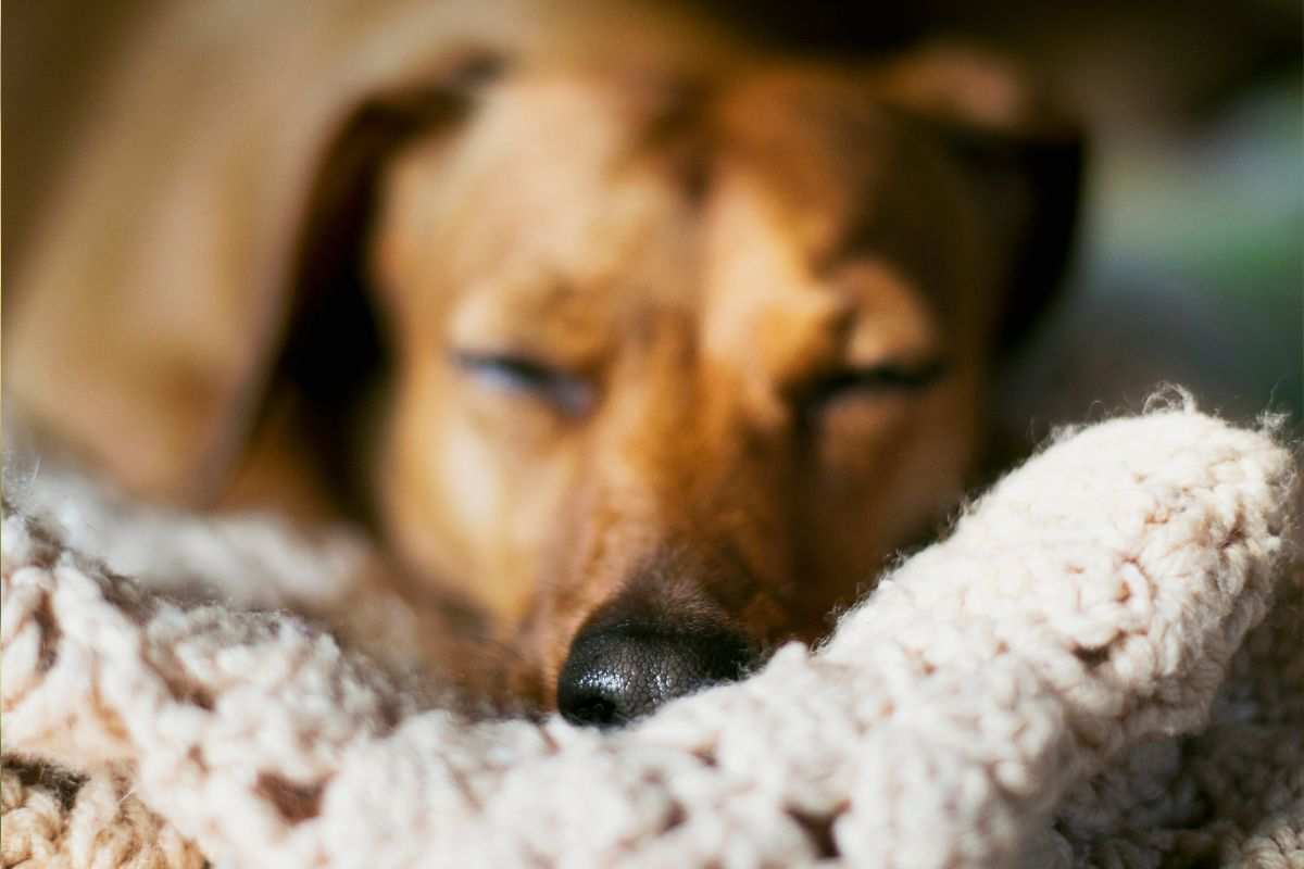 cane dorme