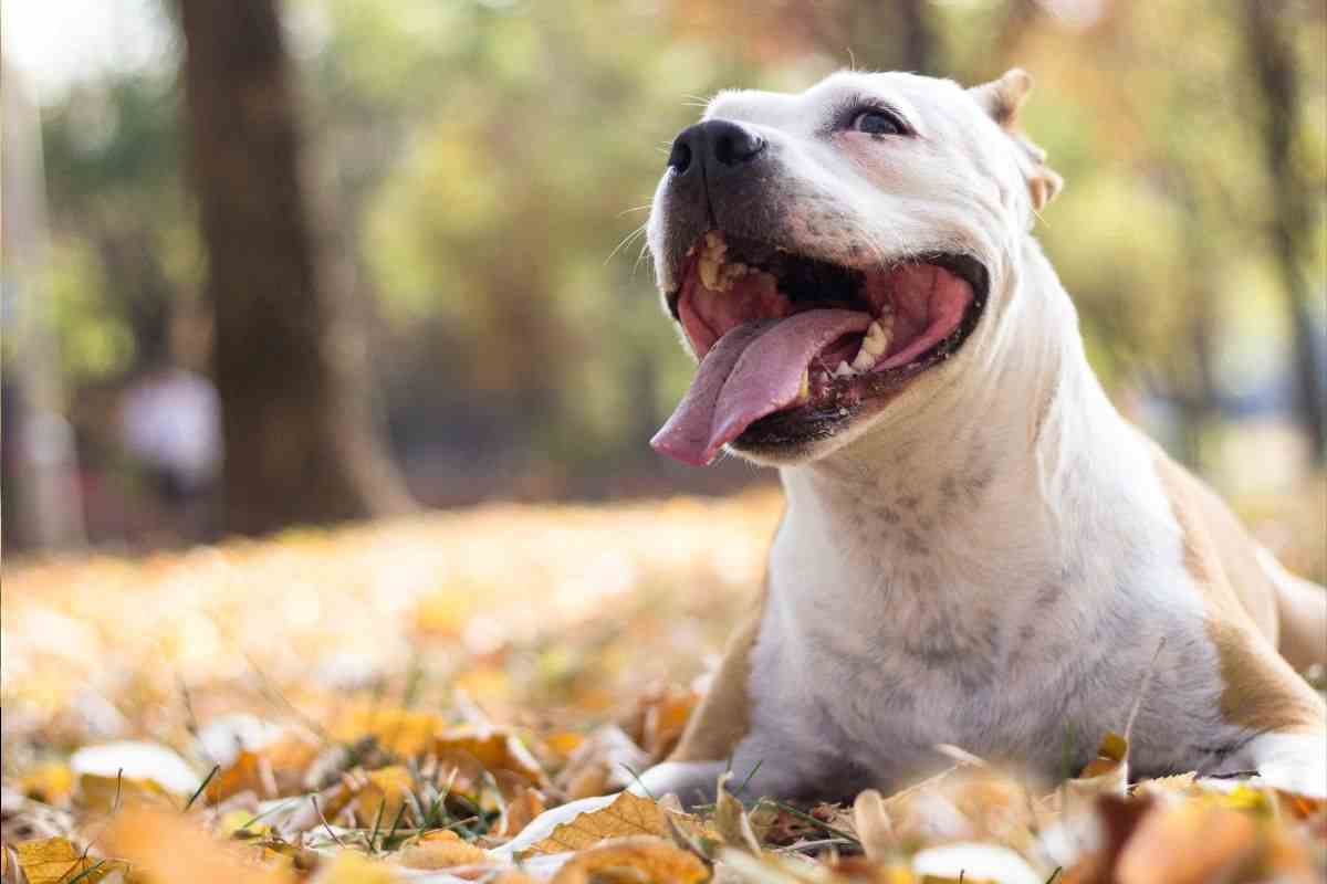 Cane ha la tosse