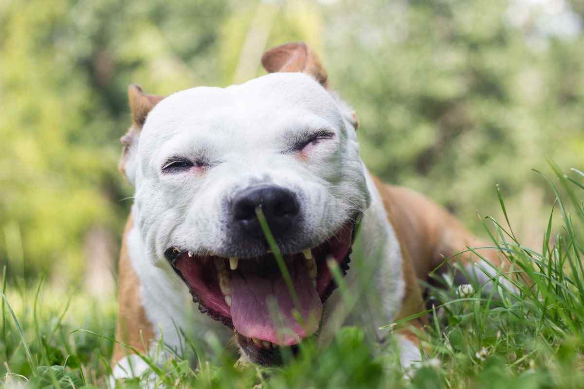cane tossisce