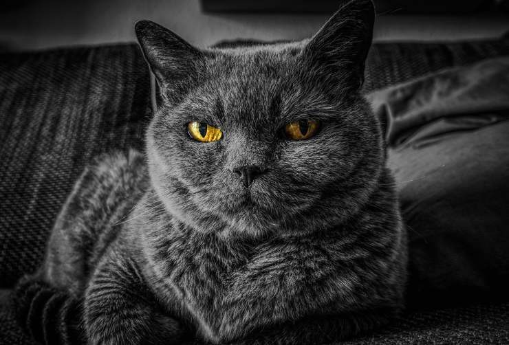Micio