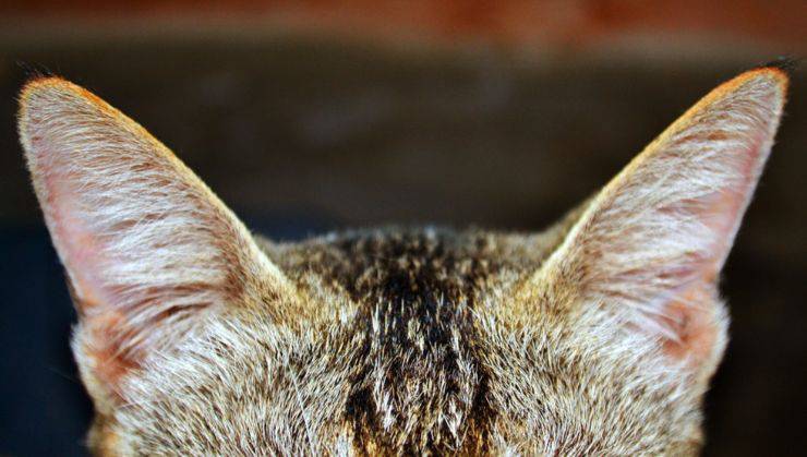 gatto orecchie udito