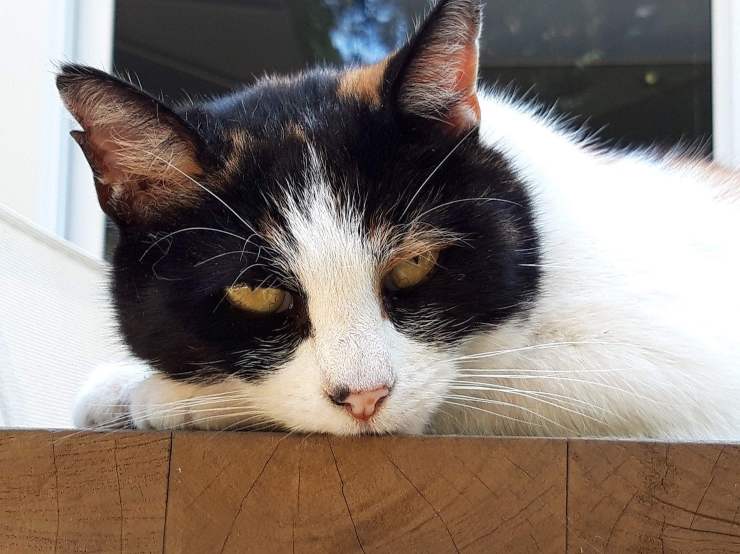 Micio