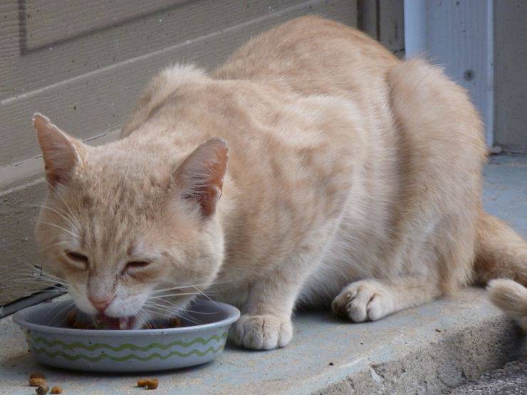 gatto mangia