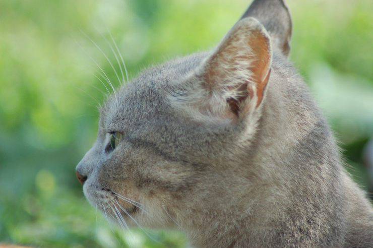 I baffi del gatto ricrescono