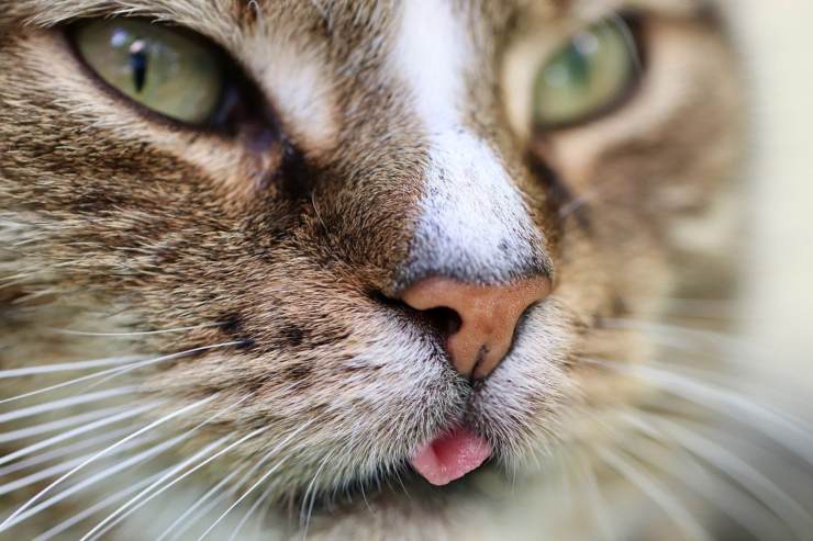La saliva del gatto