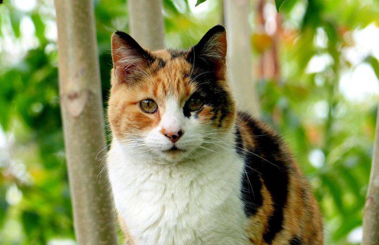 gatto calico tricolore