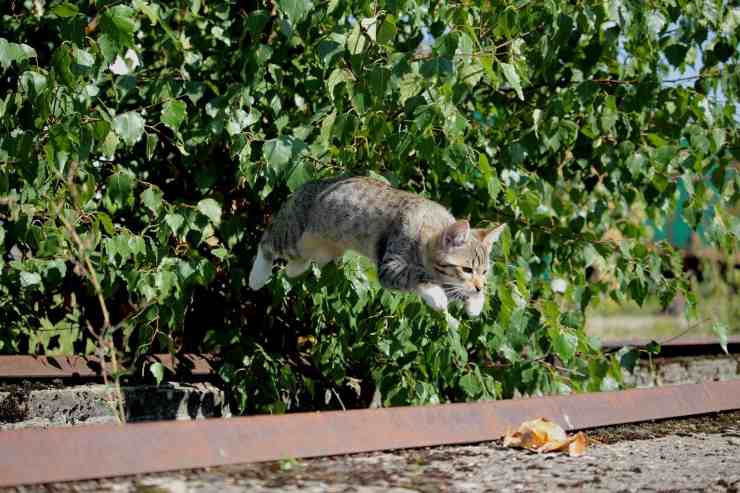 Salto del gatto