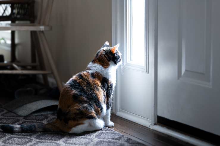 come impedire al gatto di scappare dalla porta