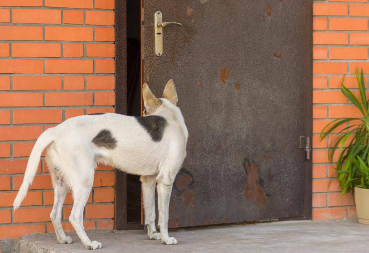 come insegnare al cane a chiudere una porta