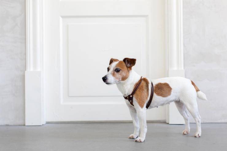 Come insegnare al cane ad aprire una porta