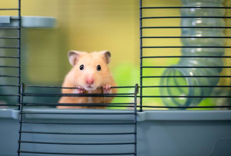 hamster