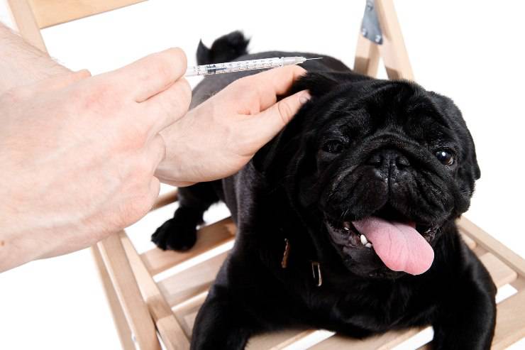 diabete nel cane