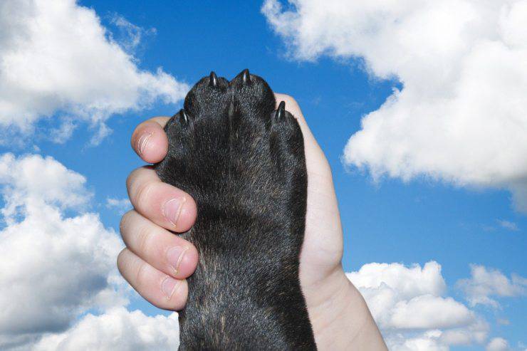 Il cane non sopporta i bambini